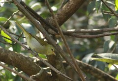 Hemithraupis ruficapilla