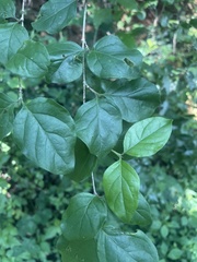 Afrocanthium mundianum