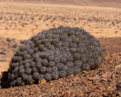 Copiapoa desertorum