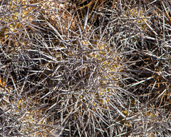 Copiapoa desertorum