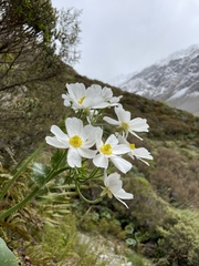 Ranunculus lyallii