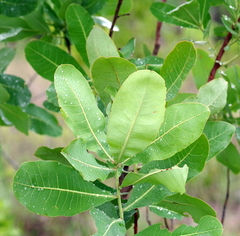 Terminalia brachystemma