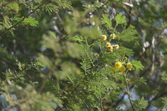 Vachellia nilotica