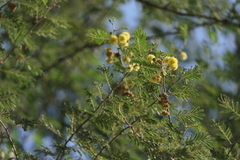 Vachellia nilotica