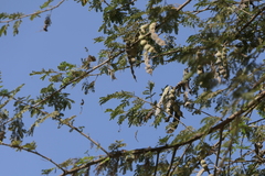 Vachellia nilotica