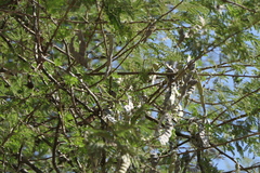Vachellia nilotica