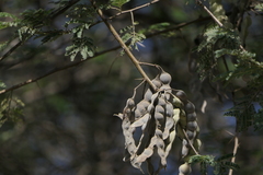 Vachellia nilotica