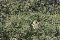 Vachellia nilotica