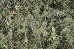 Vachellia nilotica