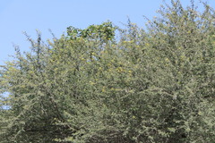Vachellia nilotica