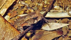 Rhinella ornata