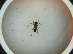 Phoracantha semipunctata