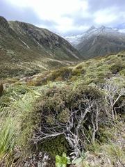 Phyllocladus alpinus
