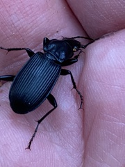 Pterostichus niger