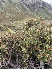 Phyllocladus alpinus