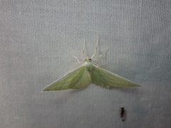 Iulops argocrana