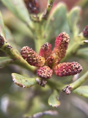 Phyllocladus alpinus