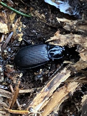 Pterostichus niger