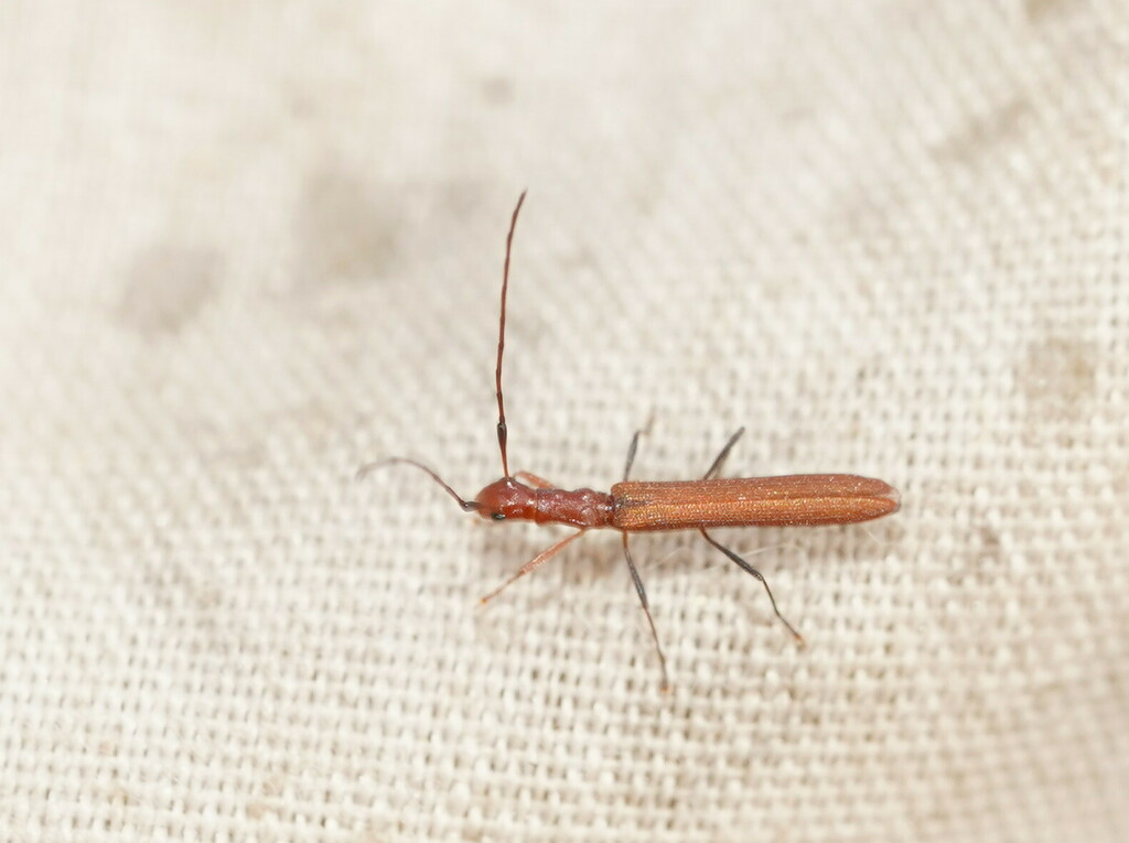 Demomisis
