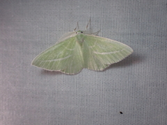 Iulops argocrana