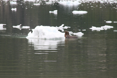 Otariidae
