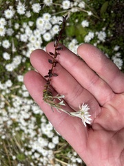 Anaphalioides bellidioides