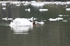 Otariidae