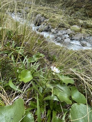 Dolichoglottis scorzoneroides