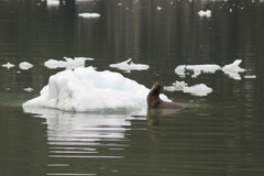 Otariidae