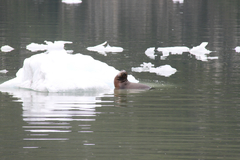 Otariidae