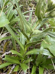 Dolichoglottis scorzoneroides