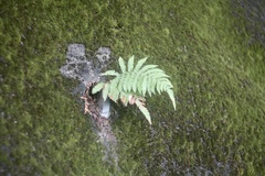 Thelypteridaceae