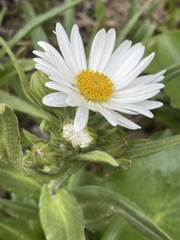 Dolichoglottis scorzoneroides