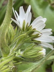 Dolichoglottis scorzoneroides