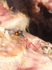 Thyreophora cynophila