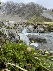 Leptinella pyrethrifolia