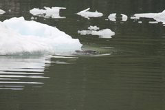 Otariidae