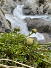 Leptinella pyrethrifolia