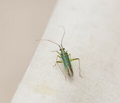 Austromiris viridissimus