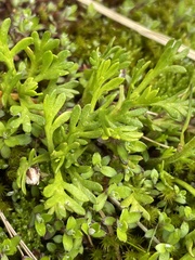 Leptinella pyrethrifolia