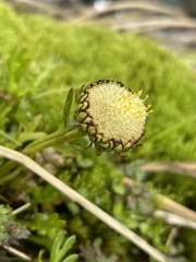 Leptinella pyrethrifolia