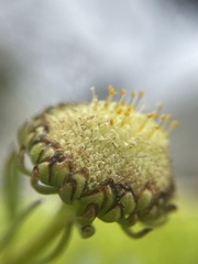 Leptinella pyrethrifolia