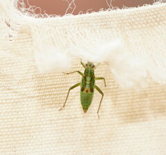 Austromiris viridissimus