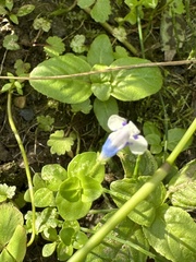 Lindernia rotundifolia