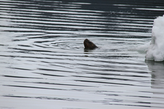 Otariidae
