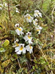 Euphrasia petriei