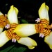 Trimezia gracilis - Photo (c) Rogerio Dias, some rights reserved (CC BY-NC), uploaded by Rogerio Dias