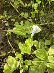 Lindernia rotundifolia