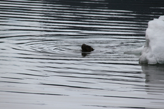 Otariidae