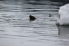 Otariidae